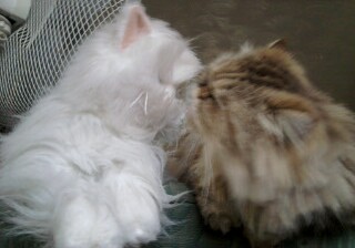 Bibbles